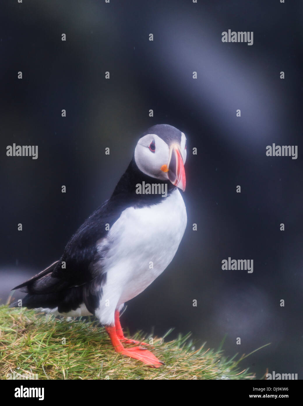 Atlantic Puffin (Fratercula arctica) Islanda Foto Stock