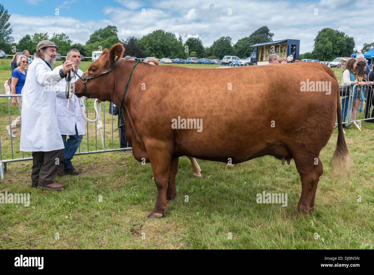 Premio Vacca di razza Devon, con gestore nel mostrare l'anello a spettacolo agricolo in Chepstow Wales UK Foto Stock