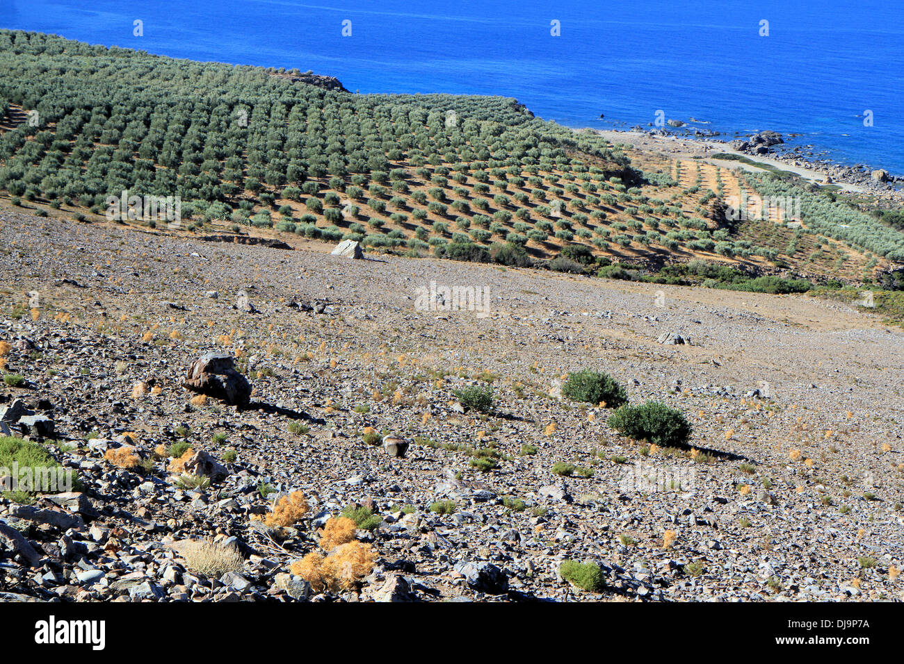 Alberi di olivo campi, Creta, Grecia Foto Stock