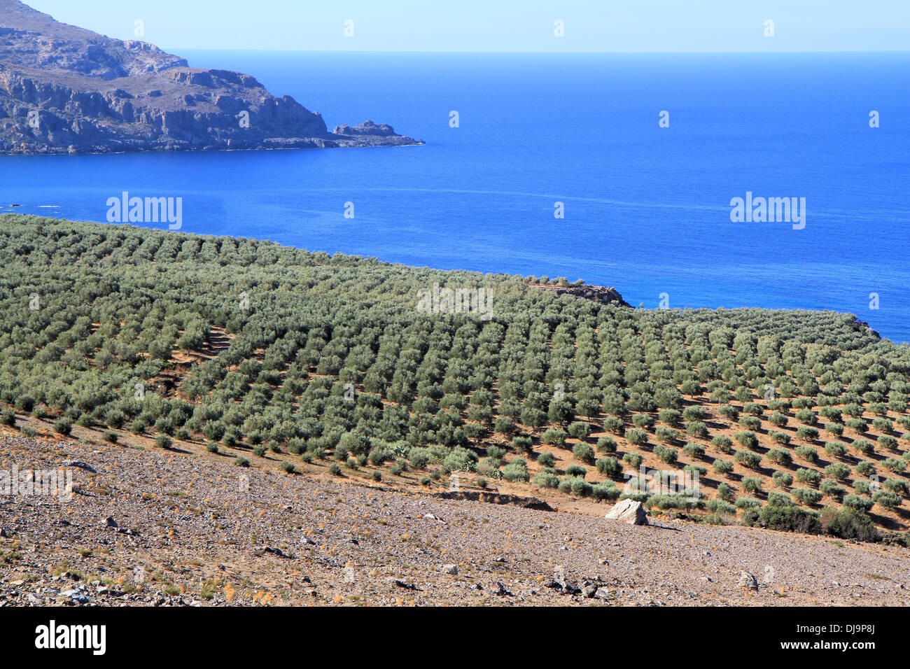 Alberi di olivo campi, Creta, Grecia Foto Stock