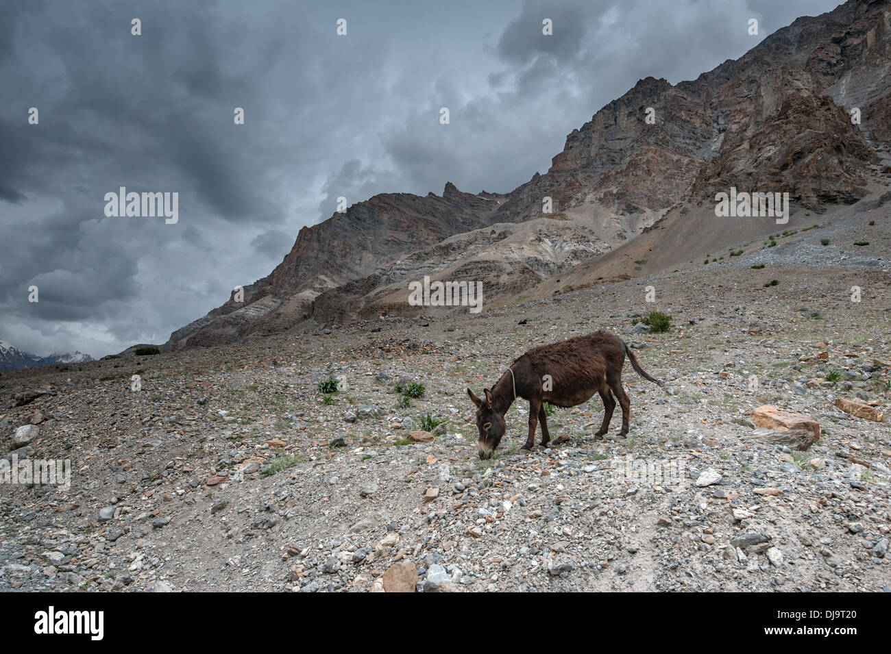 Asino marrone in alta montagna Foto Stock