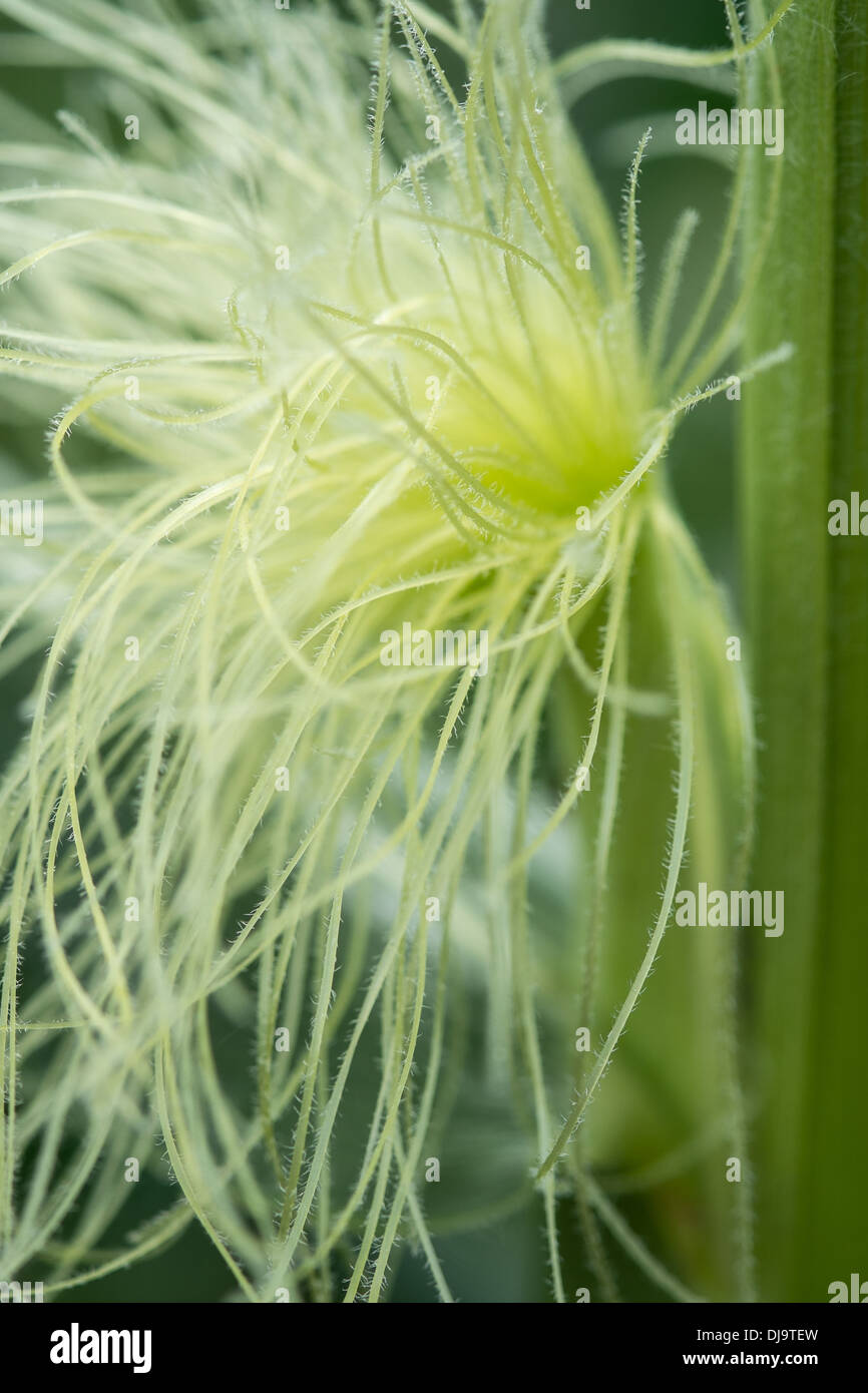 Sulla pannocchia di mais/granturco dolce sulla pianta che mostra le fronde verso l'alto. Foto Stock