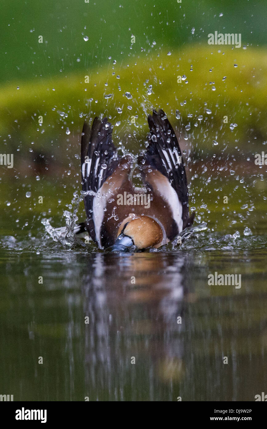 Hawfinch Coccothraustes coccothraustes Foto Stock