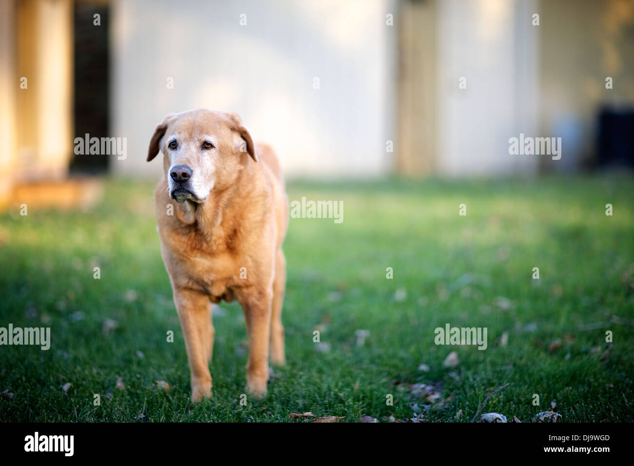 Cane anziano, golden recuperare, Labrador, mix godendo della luce del giorno. Foto Stock