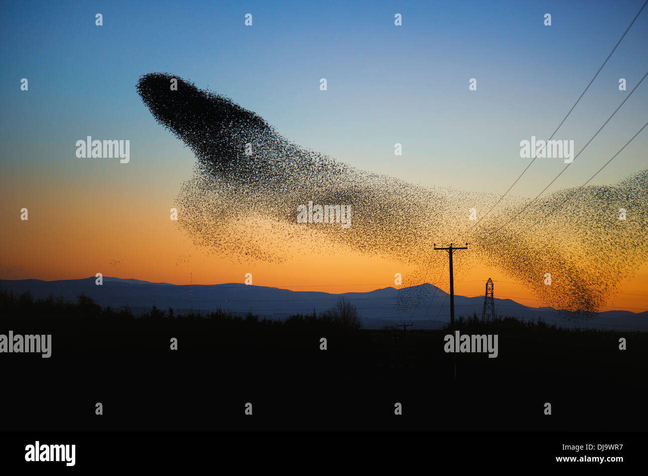 Un starling murmuration o il gregge in volo in un display di acrobazia aerea vicino a Gretna, Scozia prima di sono ' appollaiati. Novembre 2013. Foto Stock