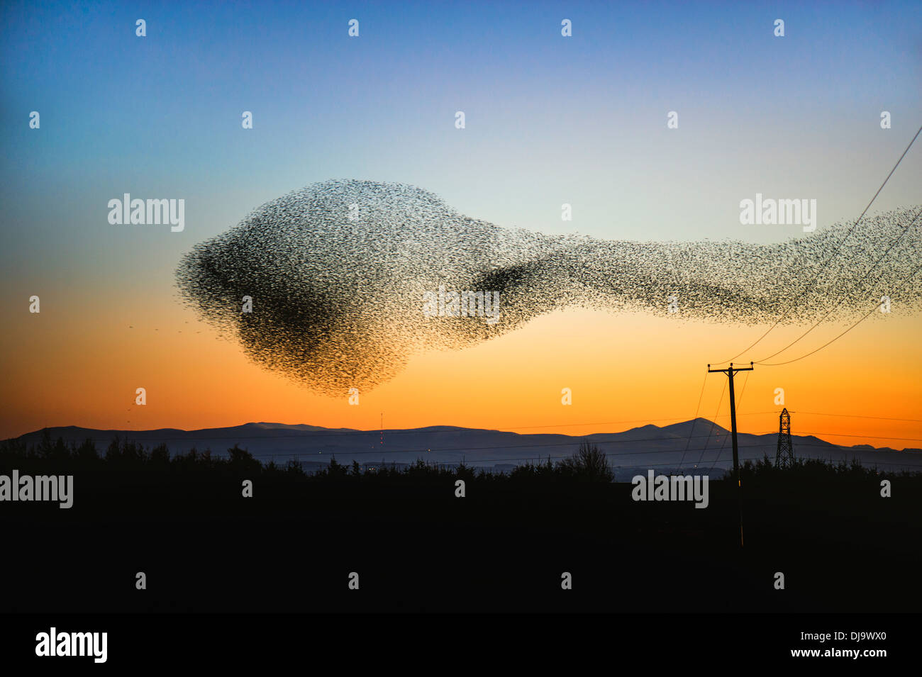 Un gregge di storni o murmuration battenti in un display di acrobazia aerea al di sopra del Solway Firth, Scozia al tramonto prima di posatoio. Foto Stock