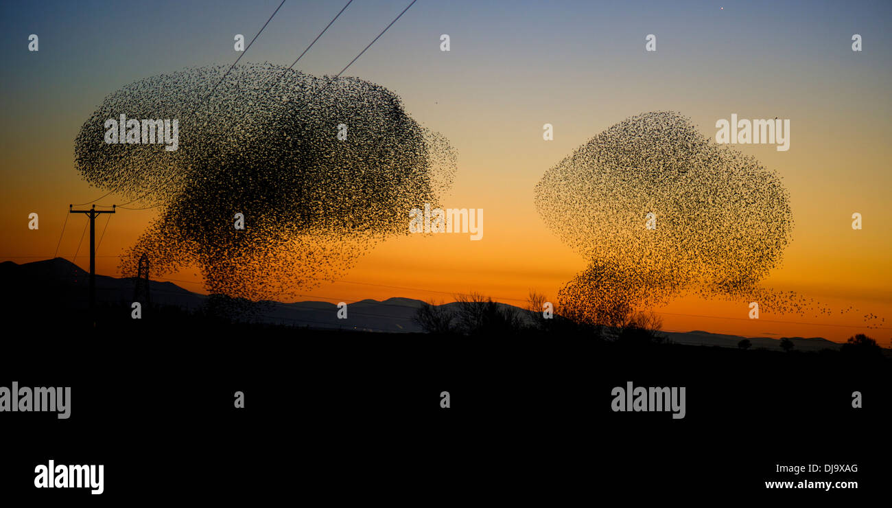 Un starling murmuration o il gregge in volo in un display di acrobazia aerea vicino a Gretna, Scozia prima di sono ' appollaiati in novembre 2013. Foto Stock