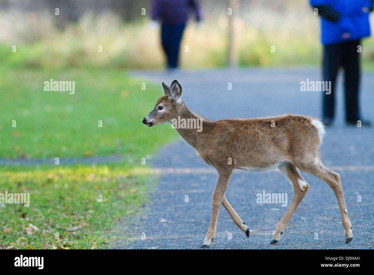Un inizio di mattina culbianco deer baby (Odocoileus virginianus) andWhitetail deer baby Foto Stock