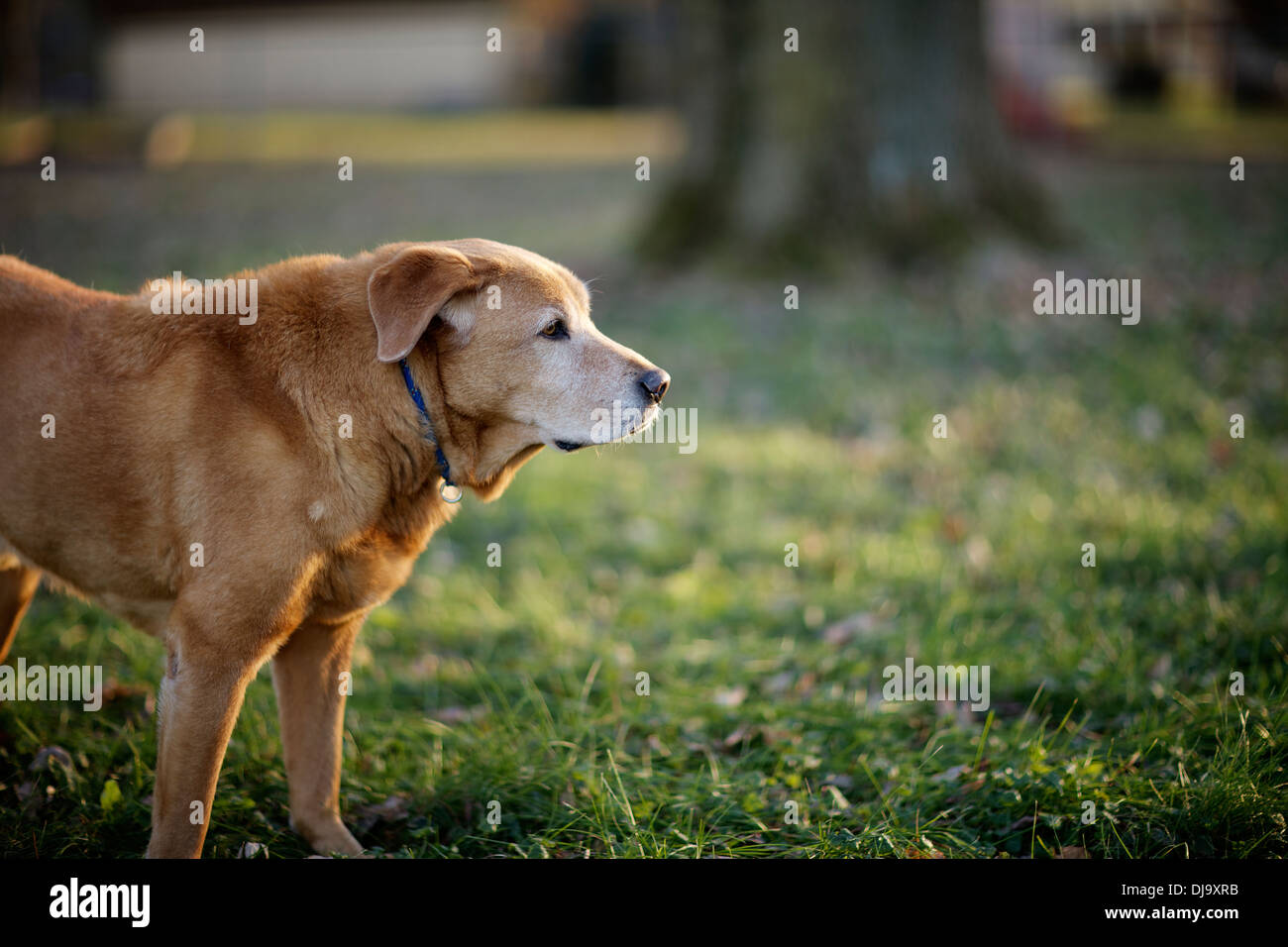 Cane anziano, golden recuperare, Labrador, mix godendo della luce del giorno. Foto Stock