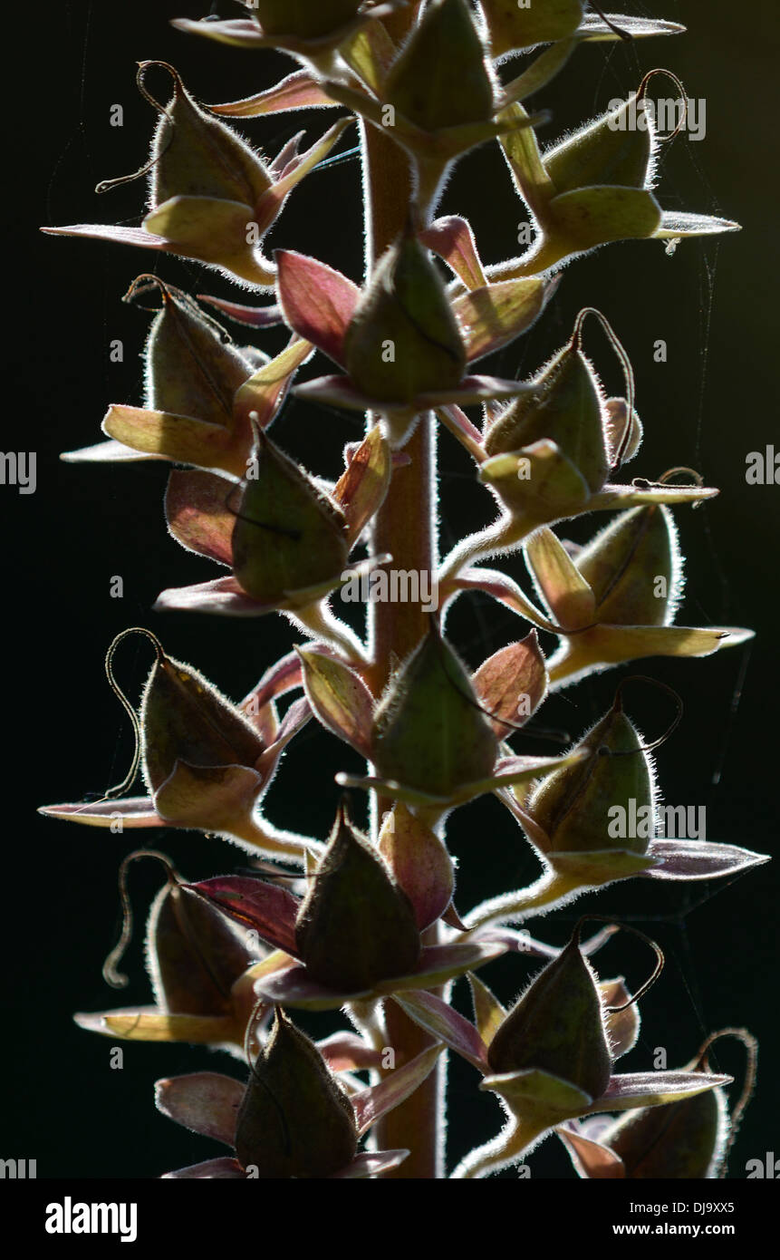 Le capsule di seme di un fiore foxglove REGNO UNITO Foto Stock