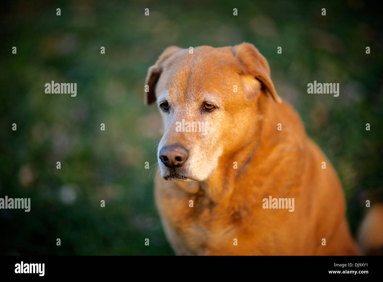 Cane anziano, golden recuperare, Labrador, mix godendo della luce del giorno. Foto Stock