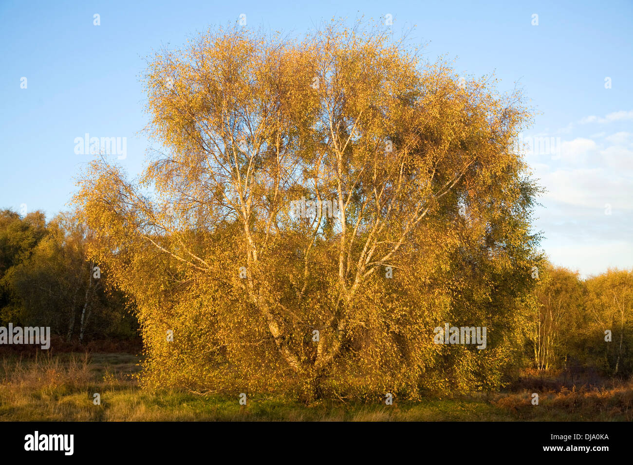 Argento Betulla foglie di autunno colori sulla brughiera vicino a Snape, Suffolk, Inghilterra Foto Stock