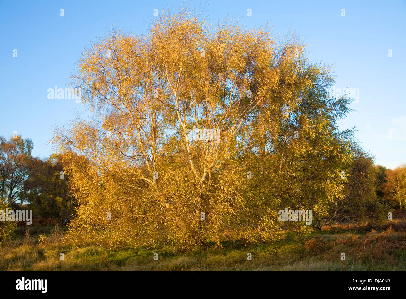 Argento Betulla foglie di autunno colori sulla brughiera vicino a Snape, Suffolk, Inghilterra Foto Stock