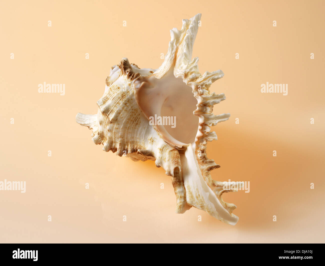 Pizzo Murex Shell Foto Stock