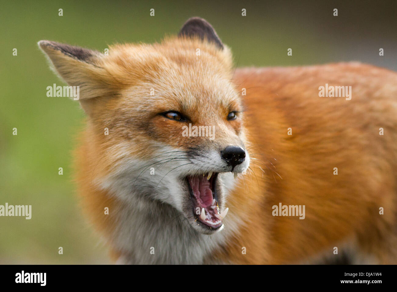 Angry Red Fox vicino. Foto Stock