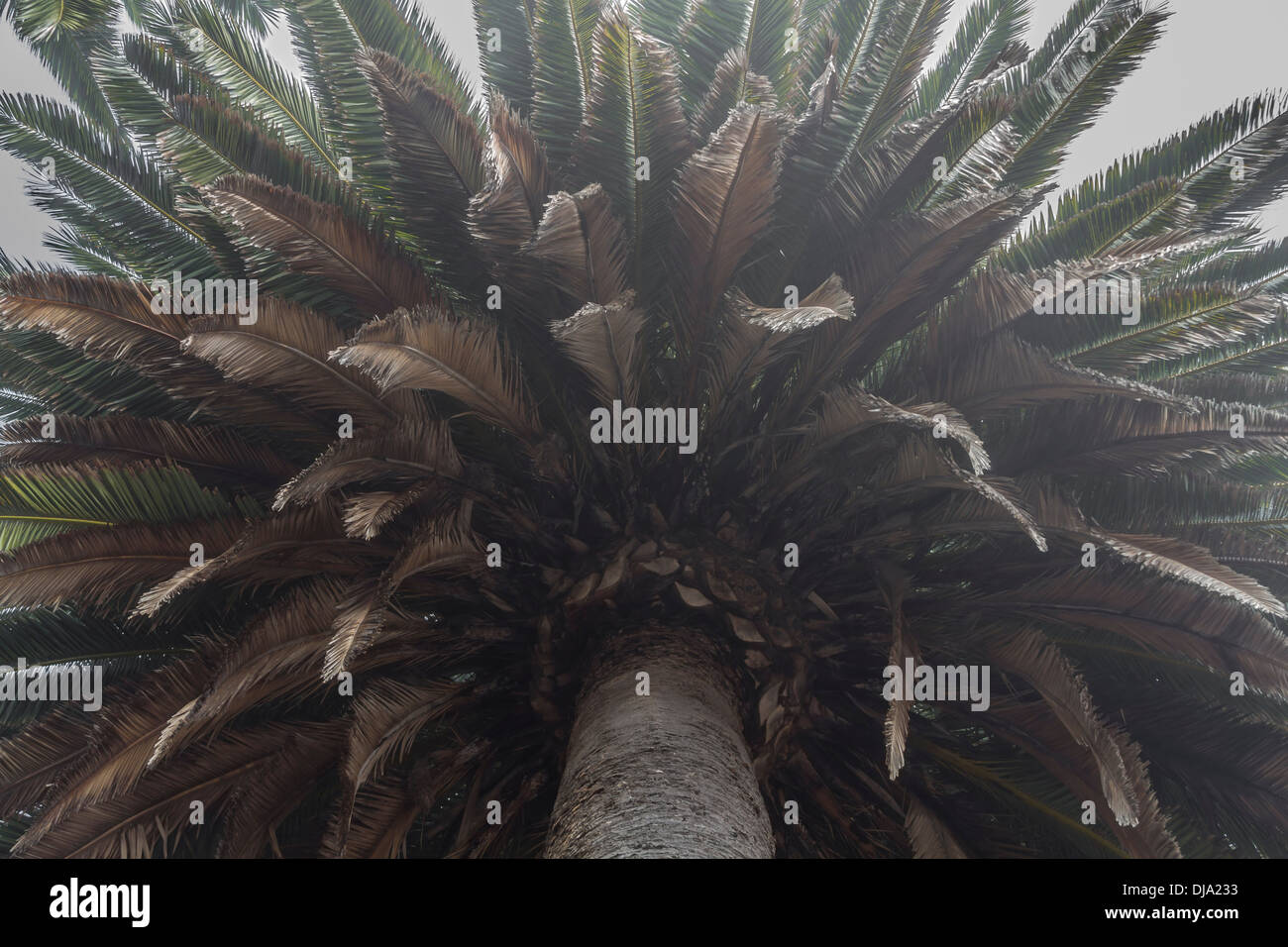Vecchio gigante palme la linea della spiaggia di Refugio membro spiaggia vicino a Santa Barbara California USA Foto Stock