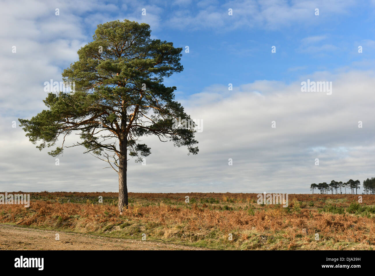 Solitario di pino silvestre - Pinus sylvestris, New Forest, Hampshire Foto Stock