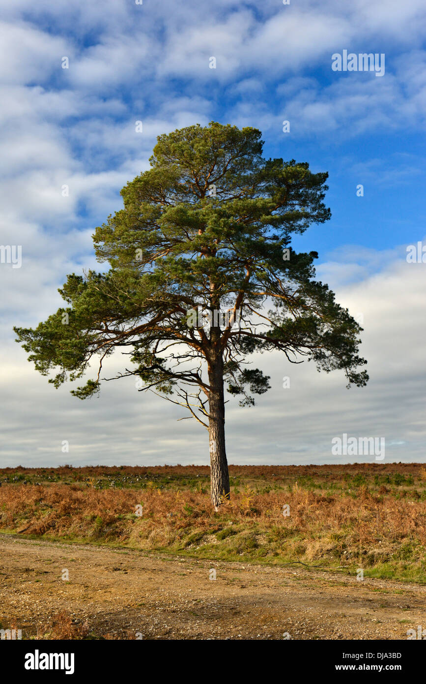 Solitario di pino silvestre - Pinus sylvestris, New Forest, Hampshire Foto Stock
