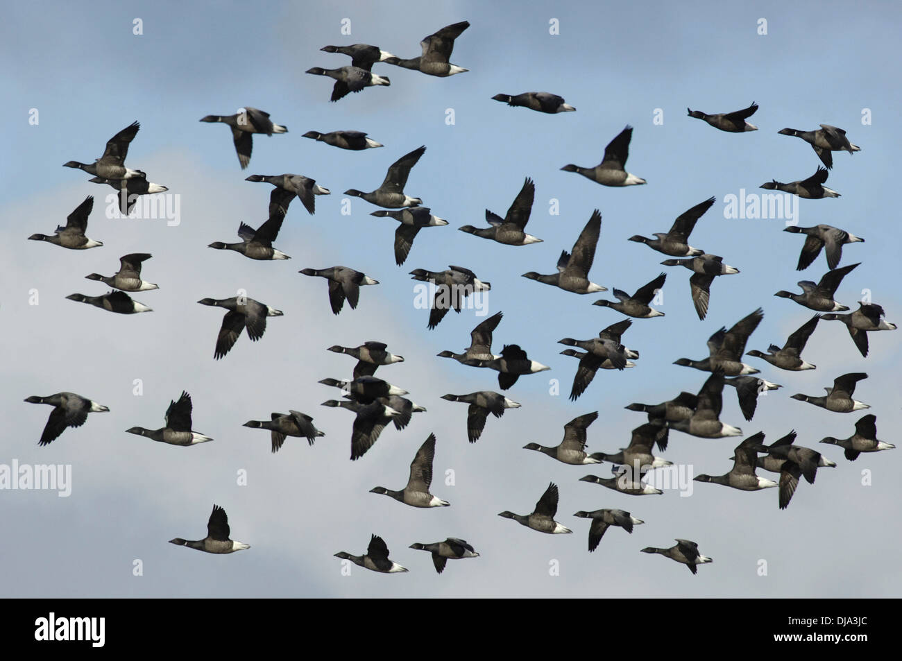 Brent Goose Branta bernicla Foto Stock