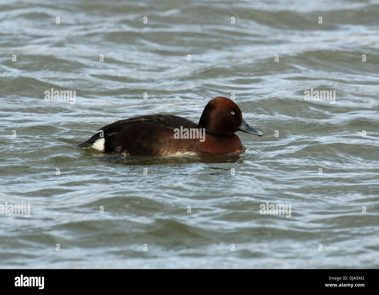 Moretta tabaccata (maschio) Aythya nyroca Foto Stock