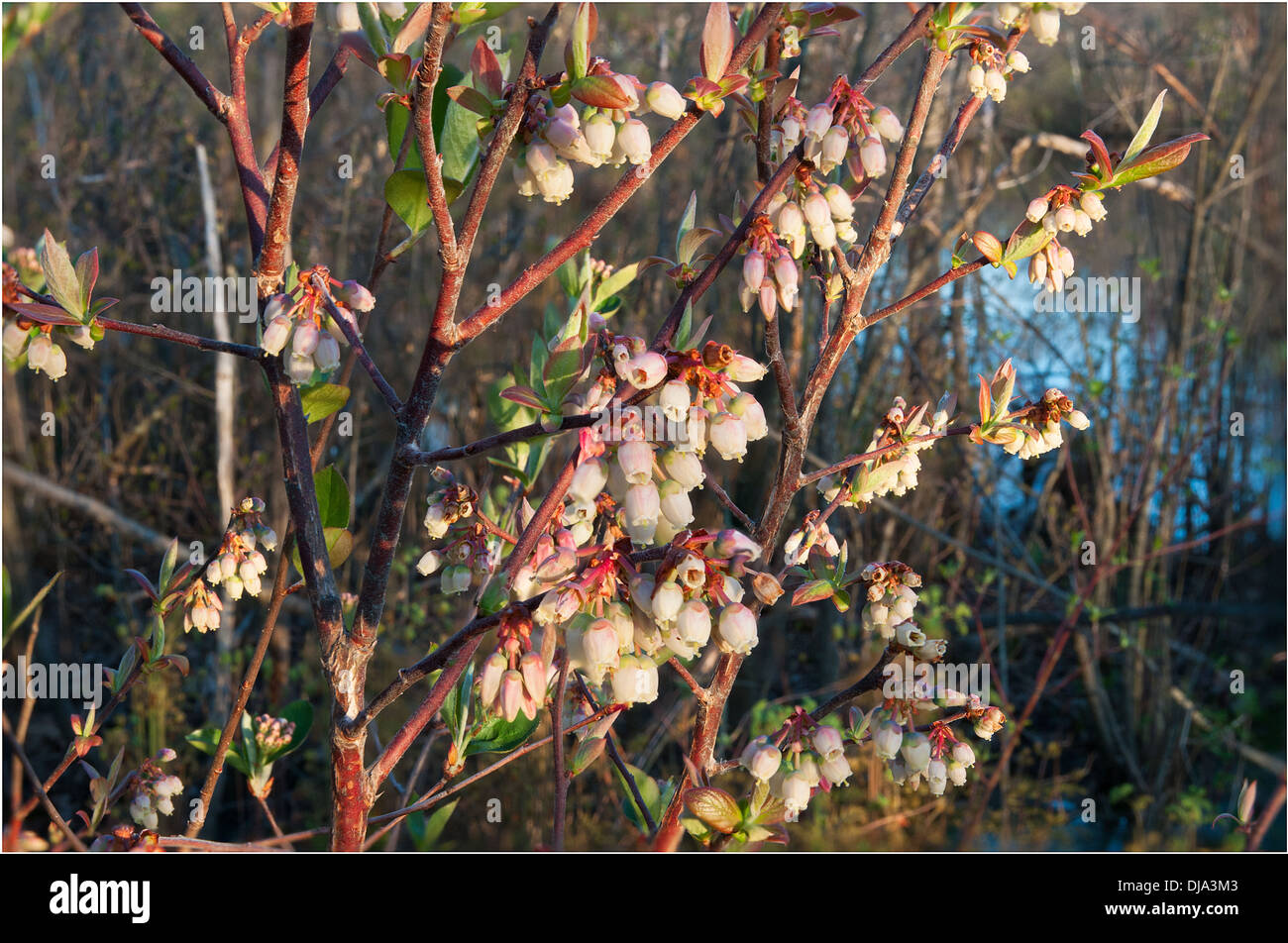 Highbush mirtillo fiorisce in una zona umida a Wakefield, Massachusetts Foto Stock