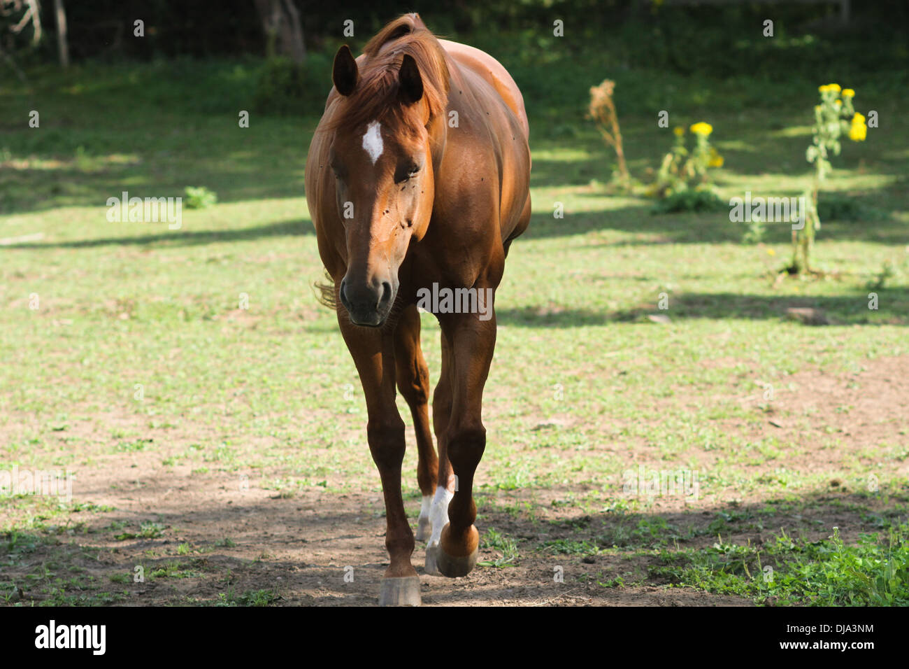 Un cavallo addomesticato il pascolo un campo in Nova Scotia. Foto Stock