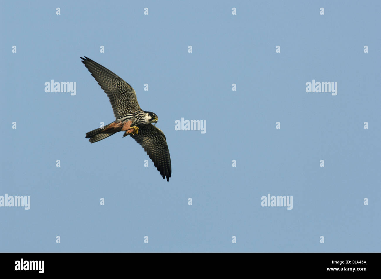 Hobby Falco Subbuteo® Foto Stock