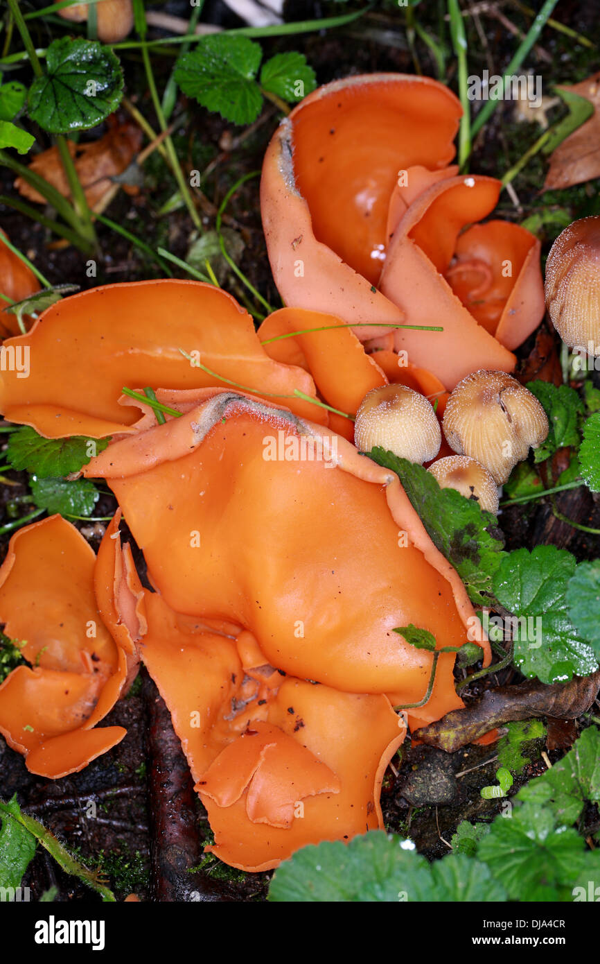 Buccia di arancia fungo, Aleuria aurantia, Pyronemataceae. Foto Stock