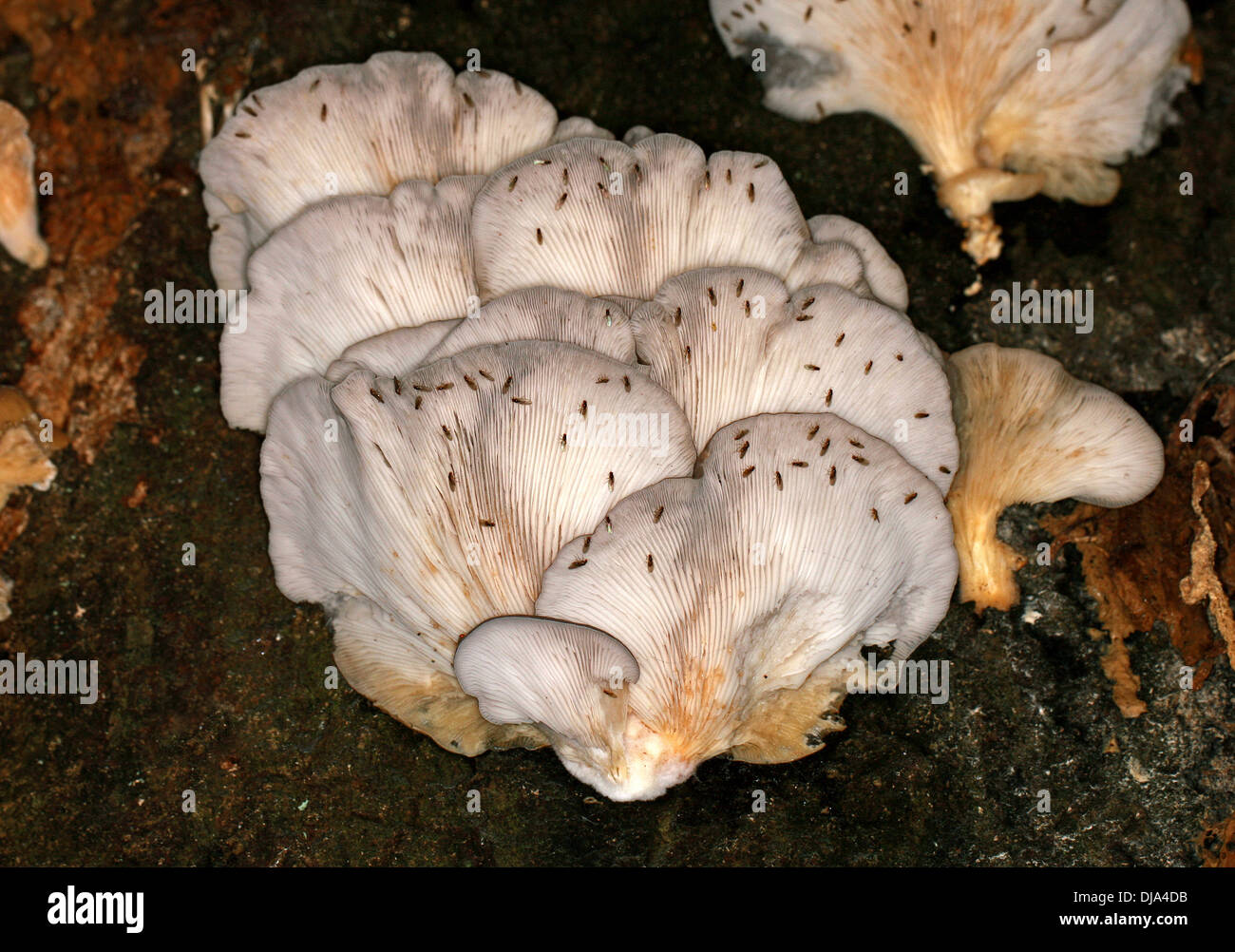 Dark-Winged moscerini di fungo (Sciarid mosche), Sciaridae, di alimentazione su un Oyster fungo Pleurotus ostreatus, Pleurotaceae. Foto Stock