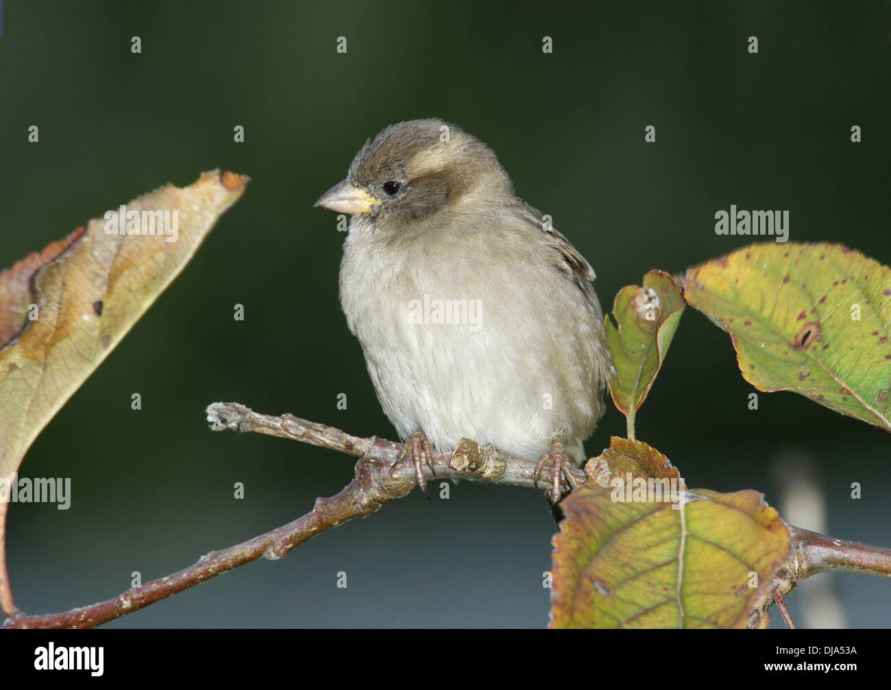 Casa Passero Passer domesticus Foto Stock