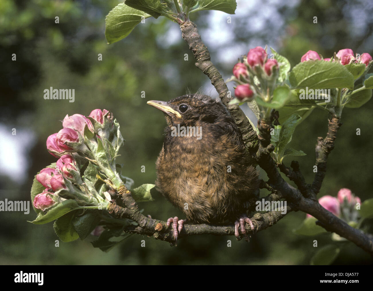 Merlo Turdus merula Foto Stock