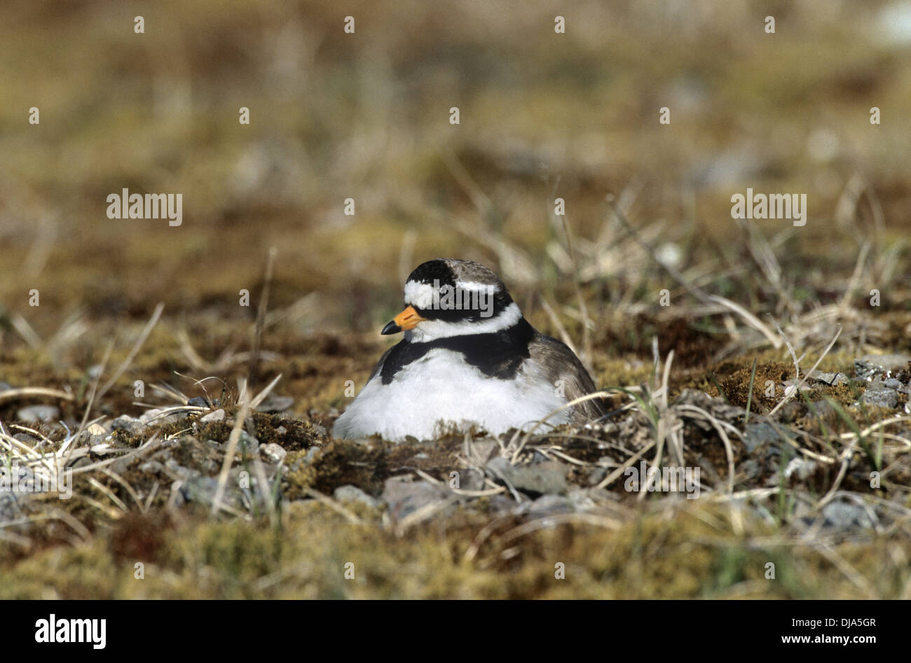 Di inanellare Plover Charadrius hiaticula Foto Stock