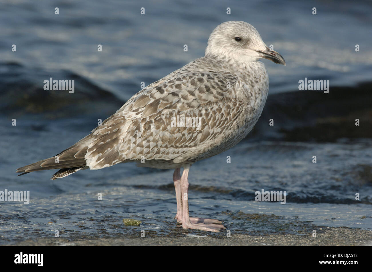 Herring Gull Larus argentatus Foto Stock