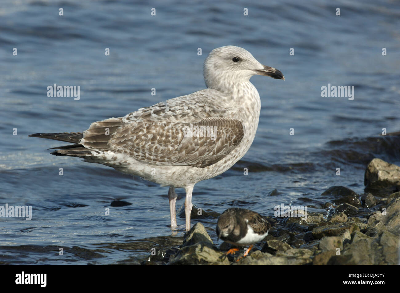 Herring Gull Larus argentatus Foto Stock