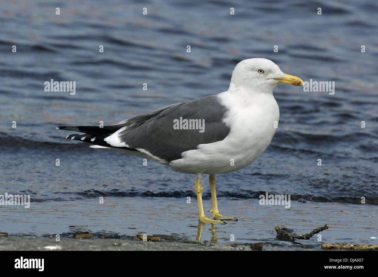 Lesser Black-backed Gull Larus fuscus Foto Stock