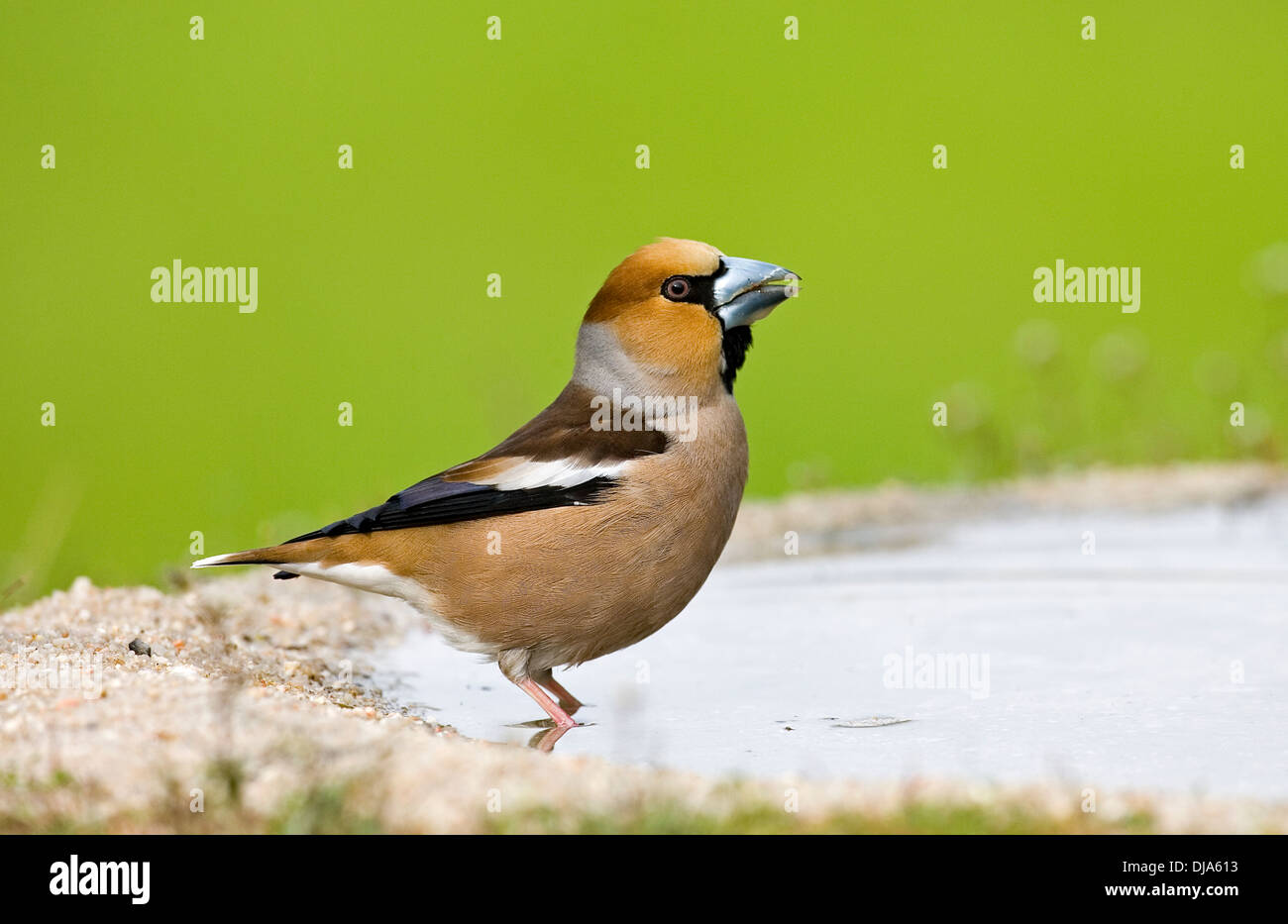 Hawfinch Coccothraustes coccothraustes Foto Stock