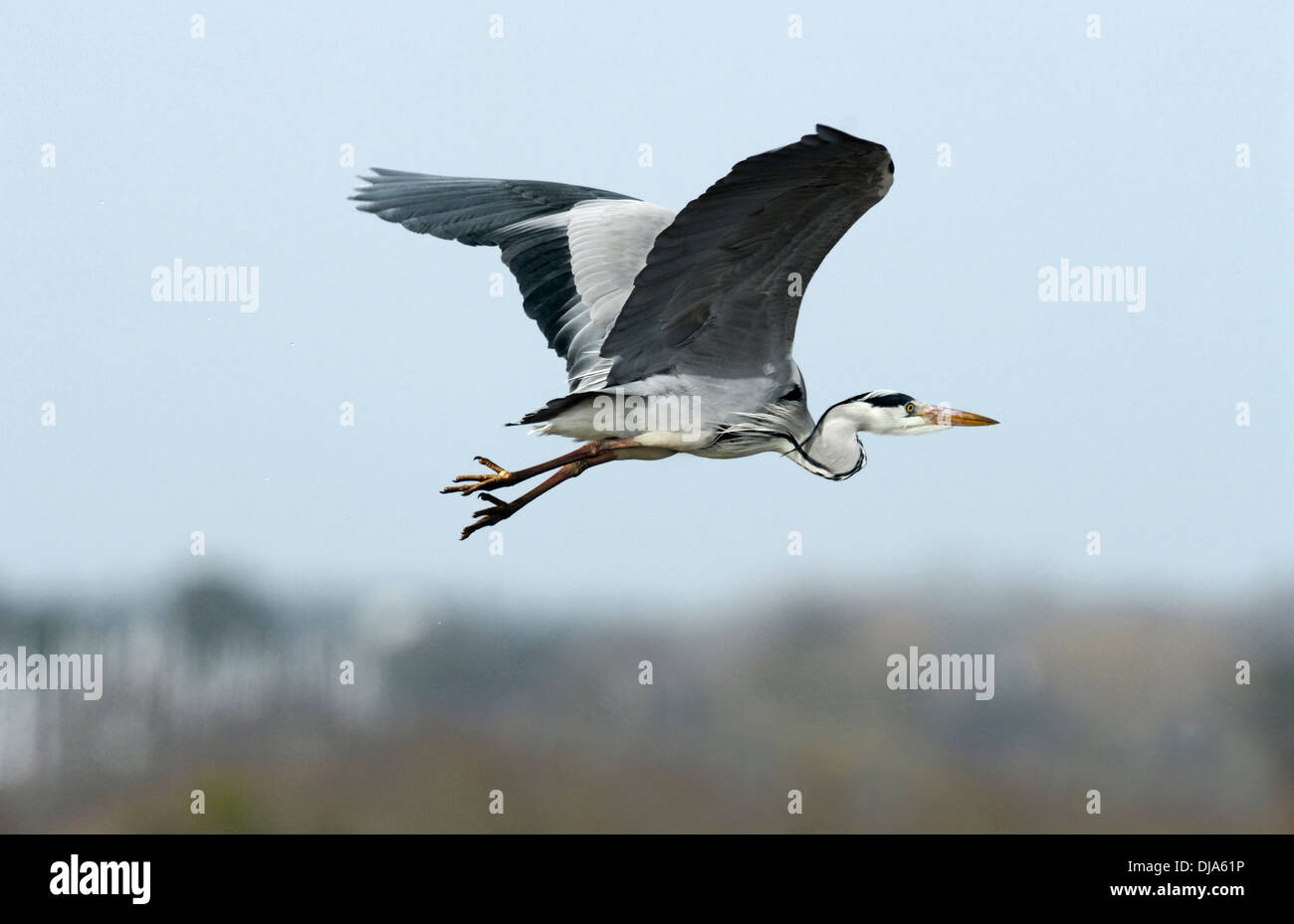 Airone cenerino Ardea cinerea Foto Stock