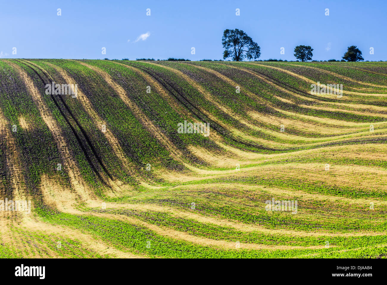 Una semplice immagine del pattern ondulato creato da giovani di colture e di solchi di un campo arato nel Wiltshire, Regno Unito. Foto Stock