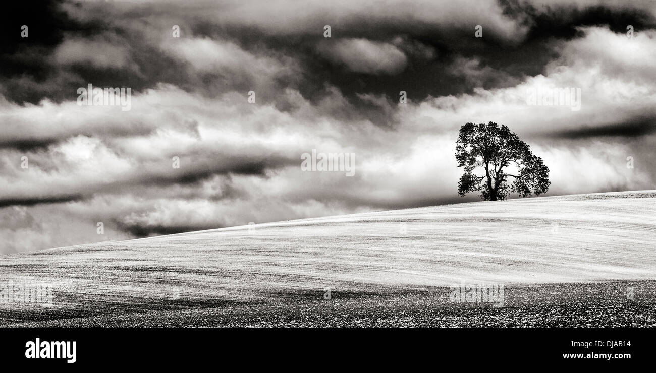 Minimalista immagine monocromatica di una Lone Tree sulla cima di una pendenza campo gessoso nel Wiltshire, Regno Unito. Foto Stock