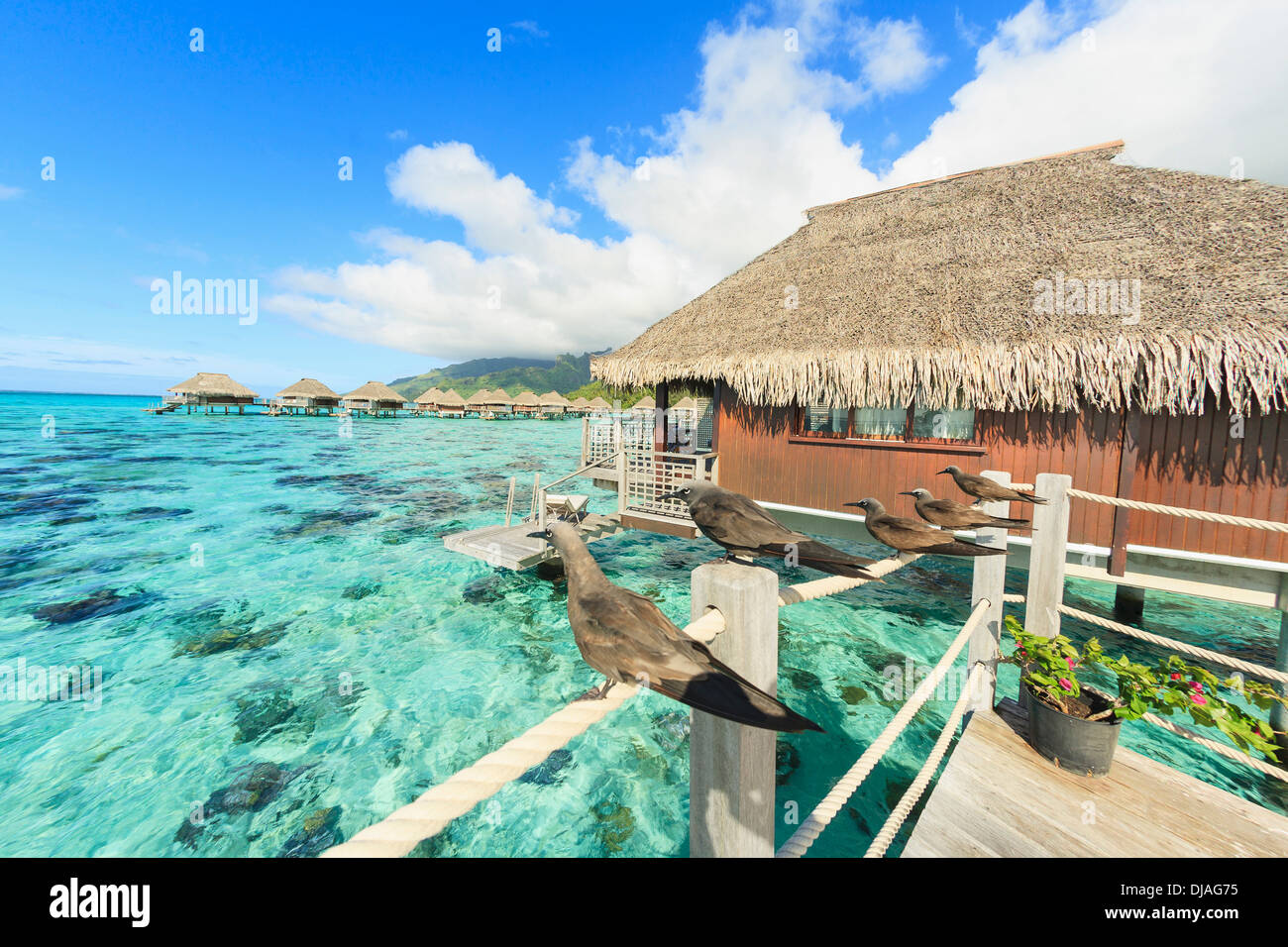 Gli uccelli appollaiato sulla ringhiera di bungalow, Bora Bora, Polinesia Francese Foto Stock