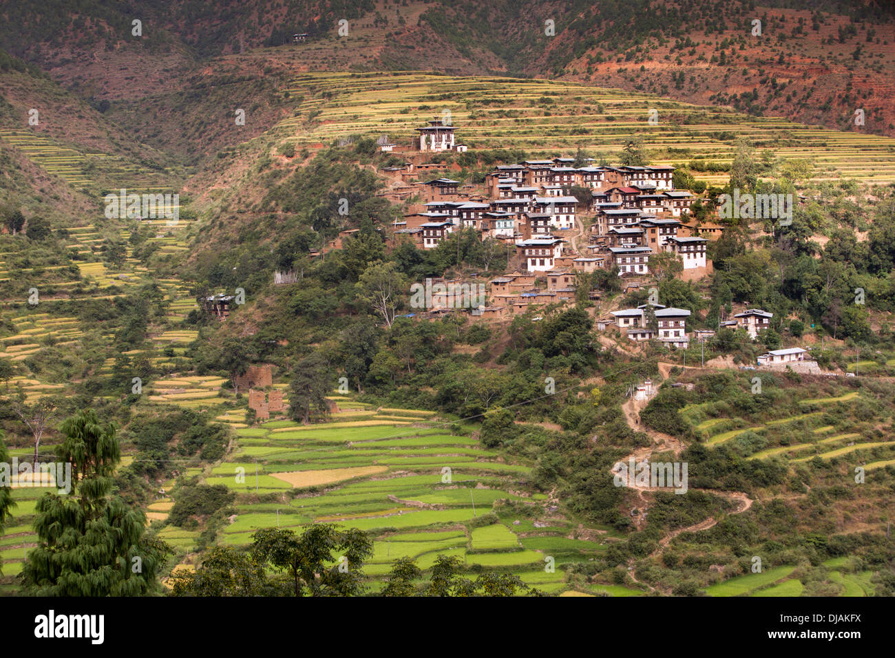 Il Bhutan, Wangdue Phodrang, piccolo borgo di case coloniche tra terrazzamenti agricoli Foto Stock