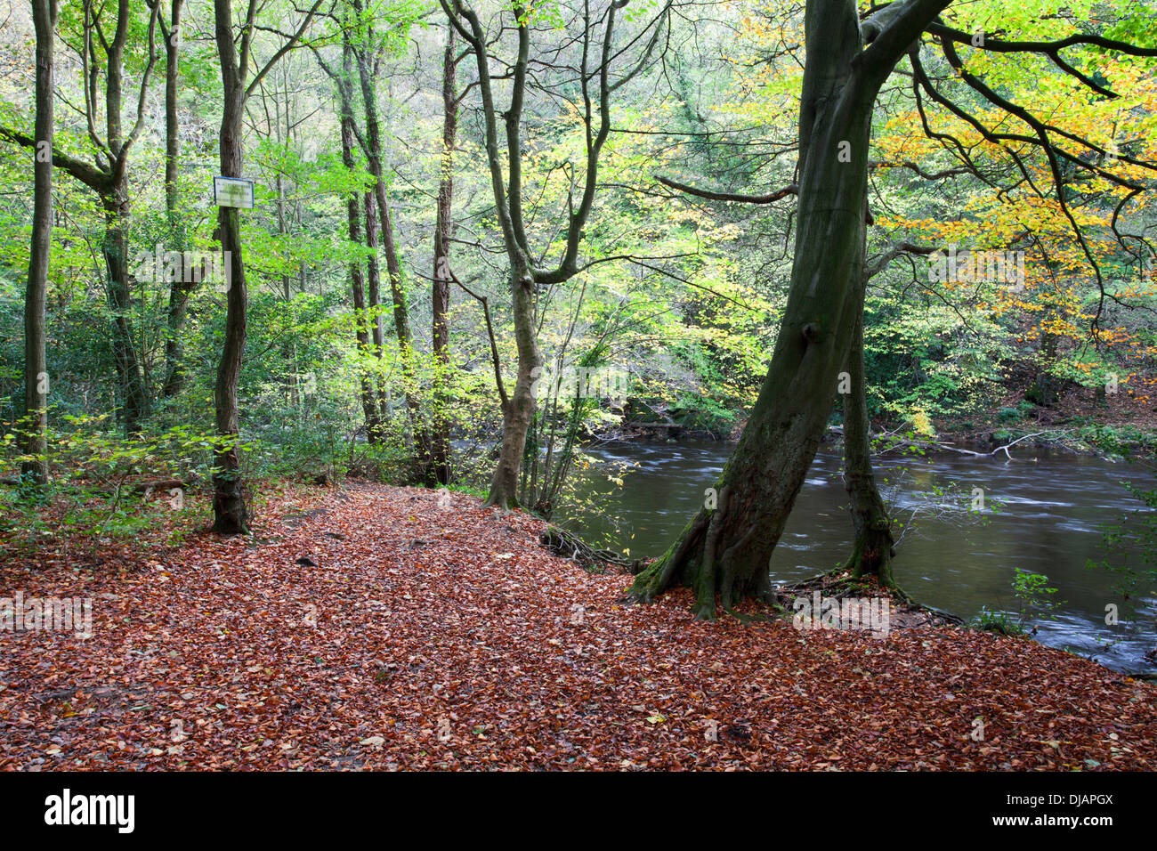 Autunno alberi e foglie cadute in Nidd Gorge vicino a Knaresborough North Yorkshire, Inghilterra Foto Stock