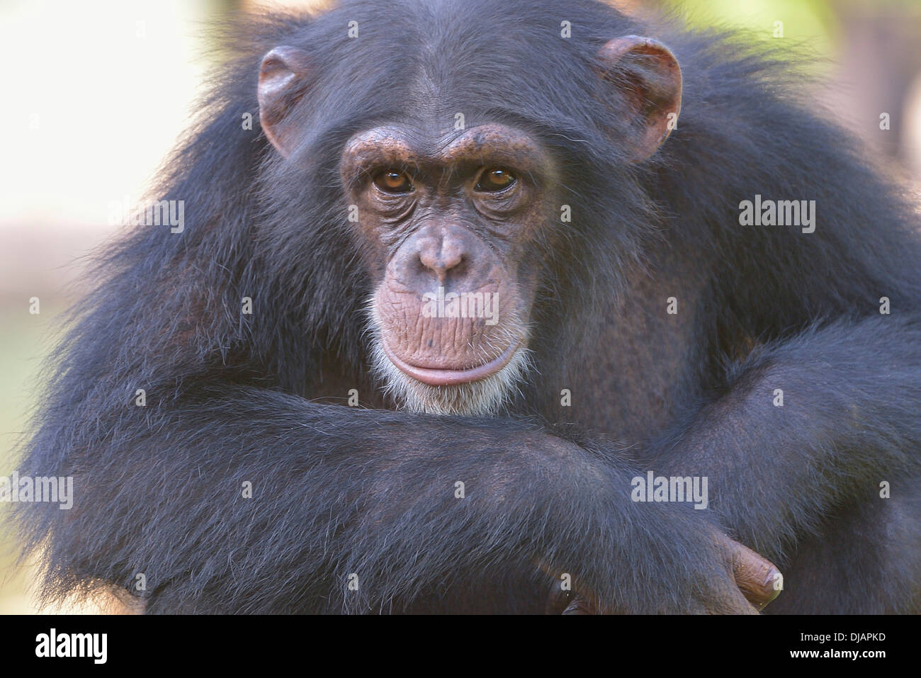 West African scimpanzé (Pan troglodytes verus), scimpanzé Tacugama Santuario, Provincia Area occidentale Tacugama, Sierra Leone Foto Stock