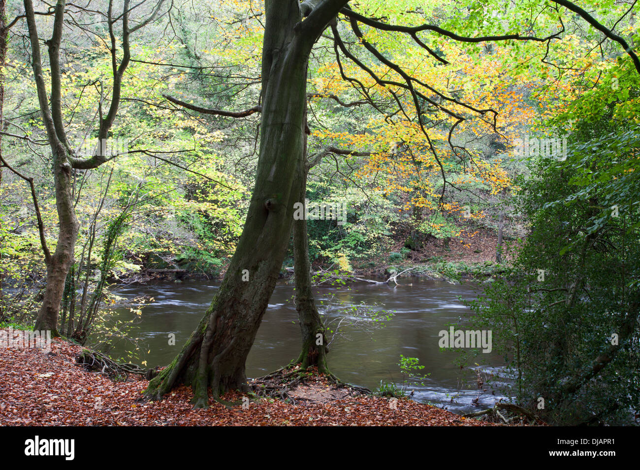 Autumn Tree dal fiume Nidd in autunno Nidd Gorge vicino a Knaresborough North Yorkshire, Inghilterra Foto Stock