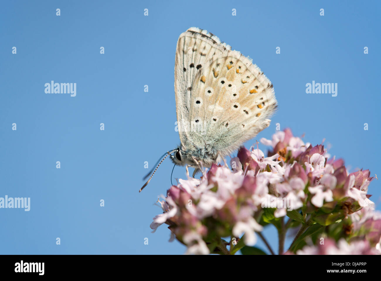Adonis Blue Butterfly (Polyommatus bellargus, Turingia), Germania Foto Stock