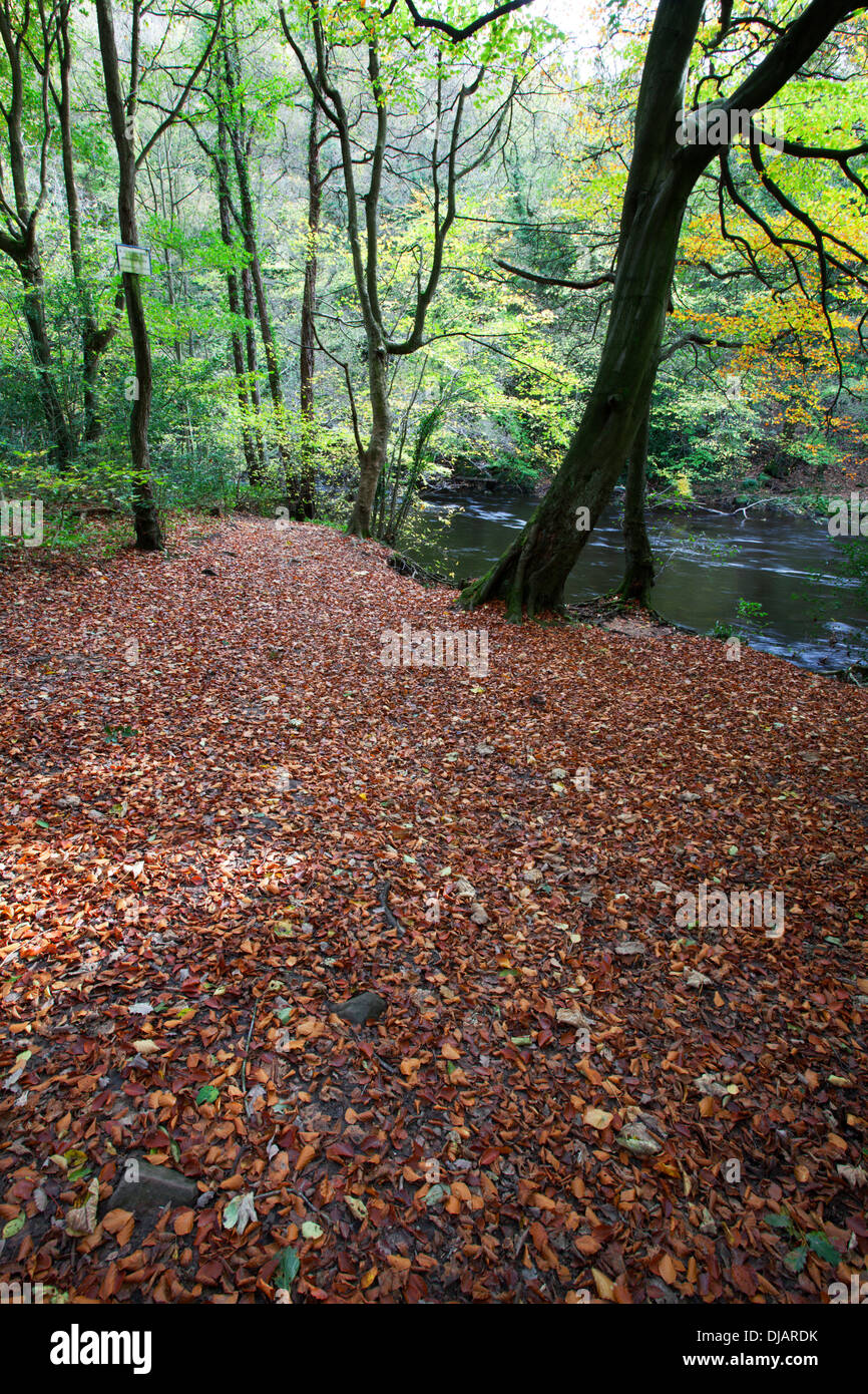 Tappeto di foglie cadute in Nidd gola in autunno vicino a Knaresborough North Yorkshire, Inghilterra Foto Stock