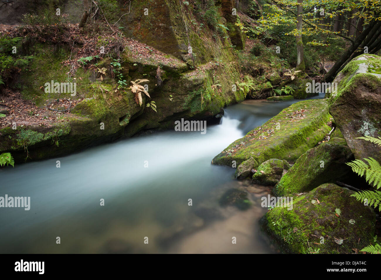 Rapids che scorre lungo la lussureggiante foresta Foto Stock