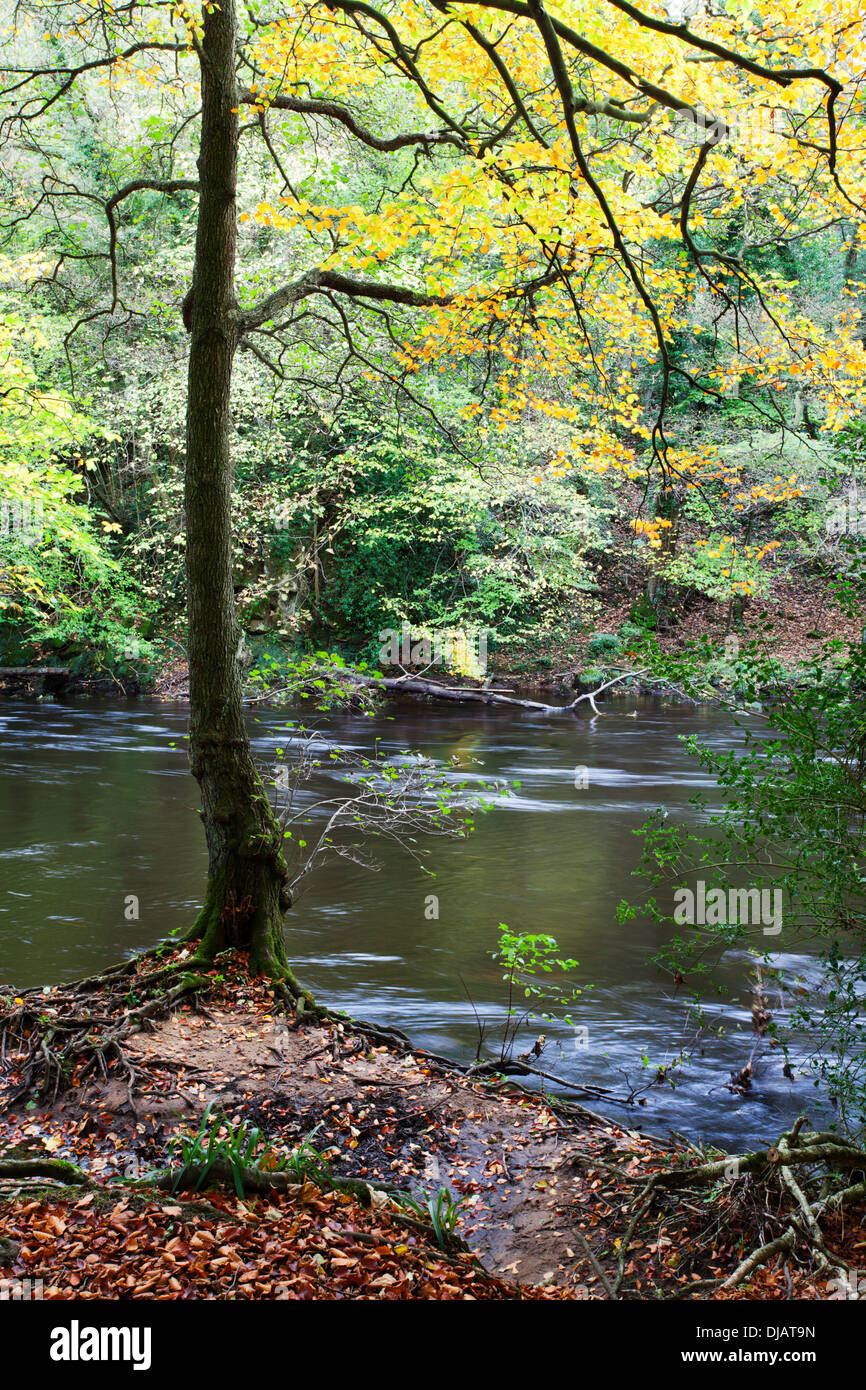 Autumn Tree dal fiume Nidd in autunno Nidd Gorge vicino a Knaresborough North Yorkshire, Inghilterra Foto Stock