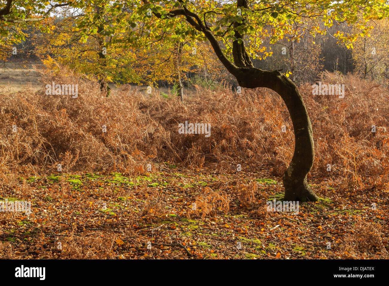 Faggio con foglie di autunno e Bracken nella nuova foresta, Hampshire, Inghilterra, Regno Unito. Foto Stock