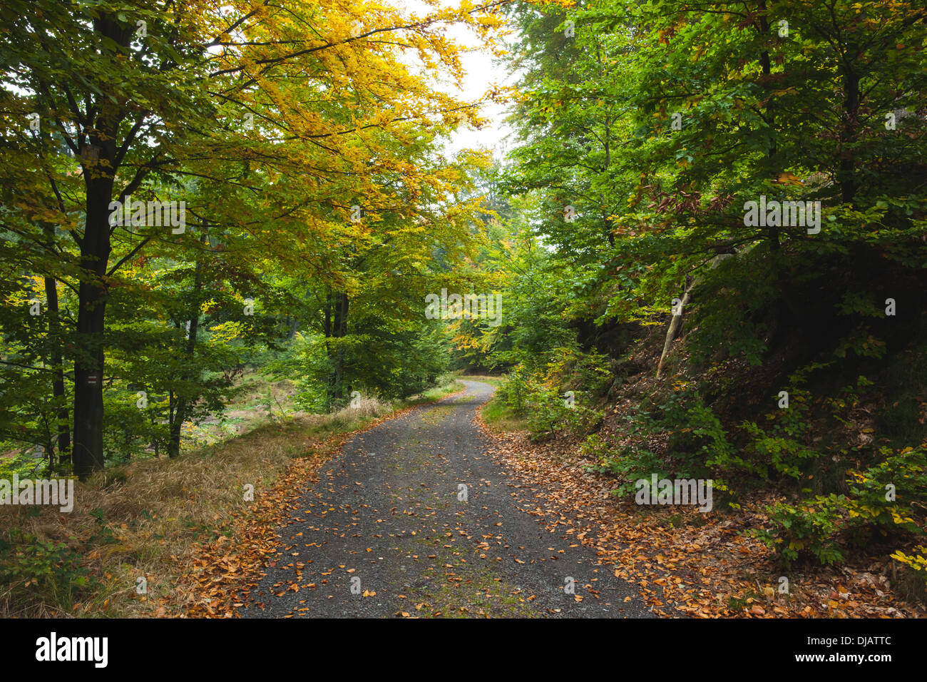 Scenic colpo di stretta strada lungo la foresta Foto Stock